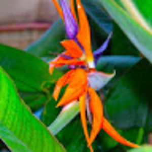 Meet your Posher, Chantal